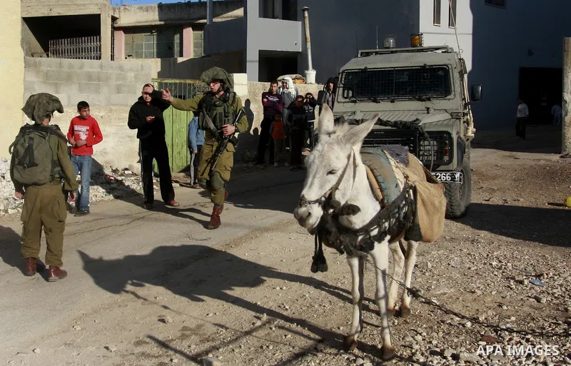 Jewish settlers chasing sheep palestinian in the village of Salem, east of Nablus city, search for the sheep, says the Jewish settlers from the settlement of Elon Moreh Palestinians have stolen a sheep from among the set...