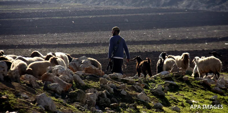 Jewish settlers chasing sheep palestinian in the village of Salem, east of Nablus city, search for the sheep, says the Jewish settlers from the settlement of Elon Moreh Palestinians have stolen a sheep from among the set...