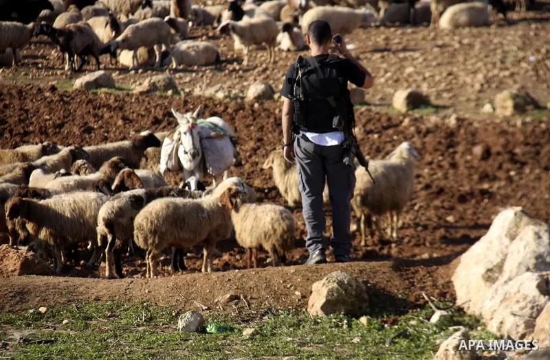 Jewish settlers chasing sheep palestinian in the village of Salem, east of Nablus city, search for the sheep, says the Jewish settlers from the settlement of Elon Moreh Palestinians have stolen a sheep from among the set...