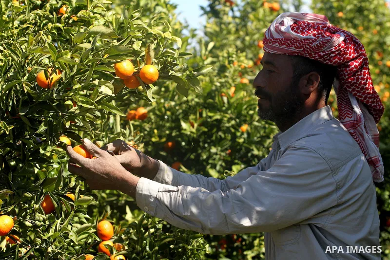 Palestinian farmers collect citrus from their farm during the annual harvesting season in Gaza city on Dec. 5,2011. The Ministry of Agriculture organised a celebration at the farm in the occasion of the begining of the a...