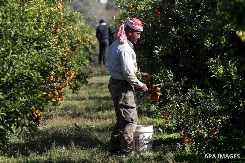Palestinian farmers collect citrus from their farm during the annual harvesting season in Gaza city on Dec. 5,2011. The Ministry of Agriculture organised a celebration at the farm in the occasion of the begining of the a...