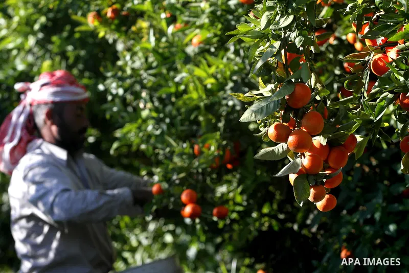 Palestinian farmers collect citrus from their farm during the annual harvesting season in Gaza city on Dec. 5,2011. The Ministry of Agriculture organised a celebration at the farm in the occasion of the begining of the a...