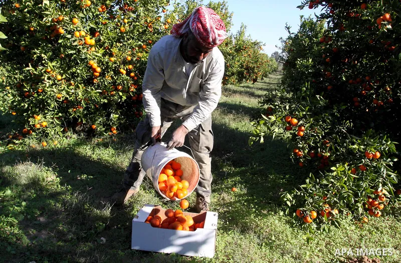 Palestinian farmers collect citrus from their farm during the annual harvesting season in Gaza city on Dec. 5,2011. The Ministry of Agriculture organised a celebration at the farm in the occasion of the begining of the a...