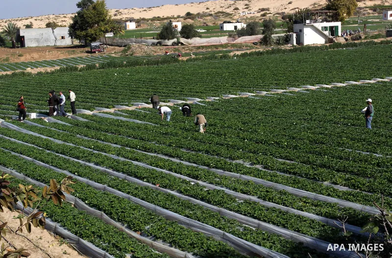 Palestinian labourers pick strawberries, intended for export, on a farm in Beit Lahiya in the northern Gaza Strip December 7, 2011, as Palestinian Agriculture Minister in Gaza Strip, Mohammed al-Agha visits the farmers l...