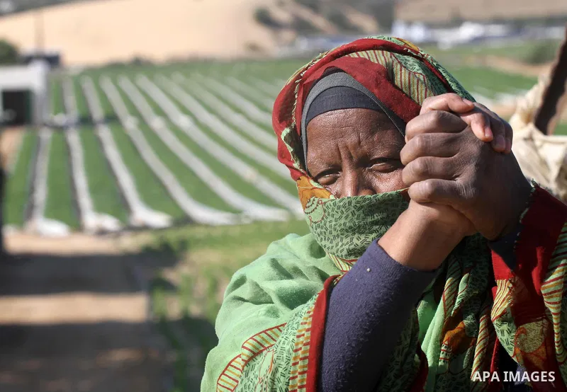 A Palestinian woman stands next to labourers pick strawberries, intended for export, on a farm in Beit Lahiya in the northern Gaza Strip December 7, 2011, as Palestinian Agriculture Minister in Gaza Strip, Mohammed al-Ag...