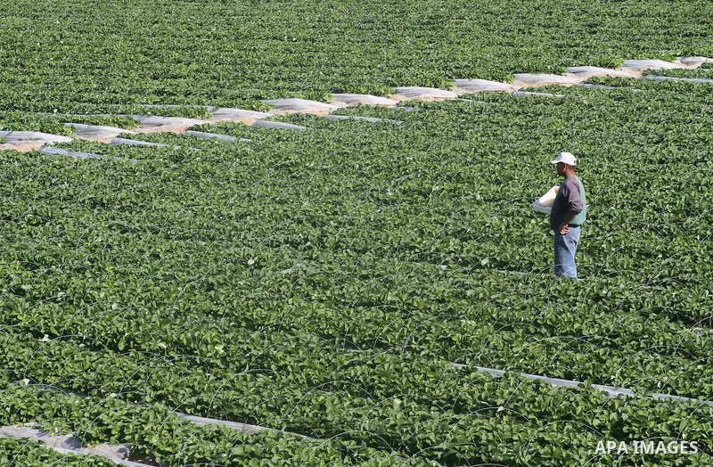 Palestinian labourers pick strawberries, intended for export, on a farm in Beit Lahiya in the northern Gaza Strip December 7, 2011, as Palestinian Agriculture Minister in Gaza Strip, Mohammed al-Agha visits the farmers l...