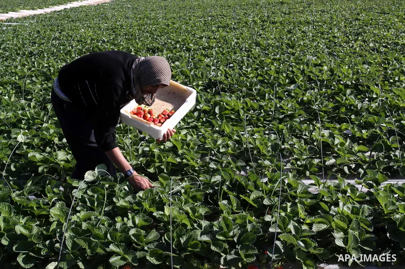 Palestinian labourers pick strawberries, intended for export, on a farm in Beit Lahiya in the northern Gaza Strip December 7, 2011, as Palestinian Agriculture Minister in Gaza Strip, Mohammed al-Agha visits the farmers l...