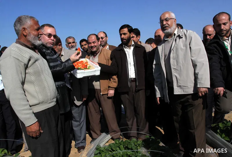 Palestinian Agriculture Minister in Gaza Strip, Mohammed al-Agha visit labourers pick strawberries, intended for export, after they were picked on a farm in Beit Lahiya in the northern Gaza Strip December 7, 2011, as Pal...
