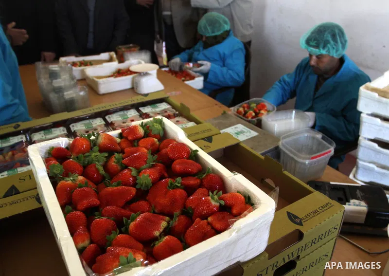 A Palestinian labourer weighs strawberries, intended for export, after they were picked on a farm in Beit Lahiya in the northern Gaza Strip December 7, 2011, as Palestinian Agriculture Minister in Gaza Strip, Mohammed al...