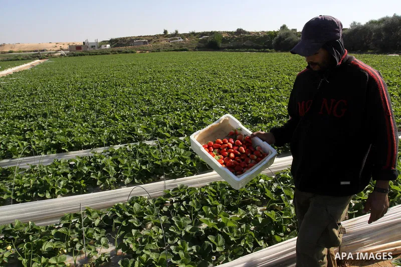 Palestinian labourers pick strawberries, intended for export, on a farm in Beit Lahiya in the northern Gaza Strip December 7, 2011, as Palestinian Agriculture Minister in Gaza Strip, Mohammed al-Agha visits the farmers l...
