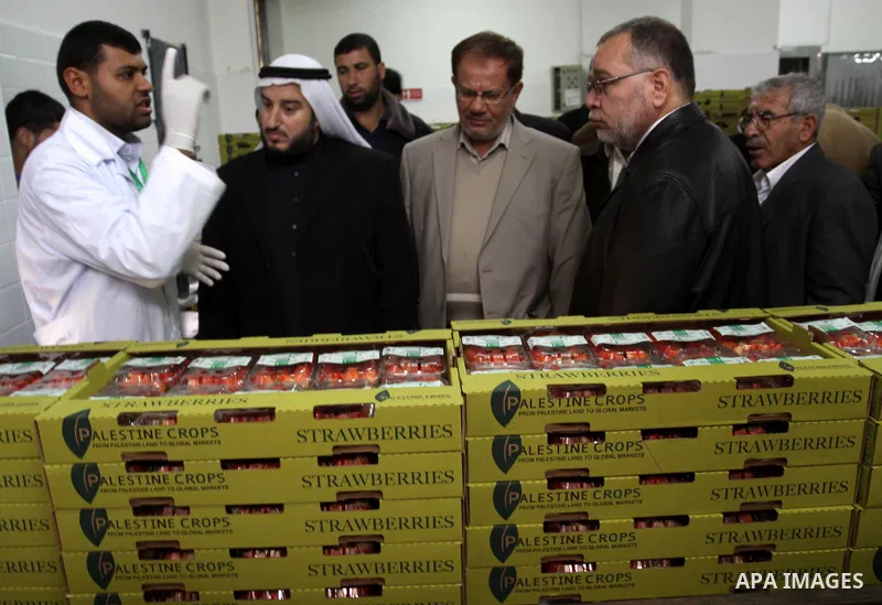 Palestinian Agriculture Minister in Gaza Strip, Mohammed al-Agha visit labourers weigh strawberries, intended for export, after they were picked on a farm in Beit Lahiya in the northern Gaza Strip December 7, 2011, as Pa...