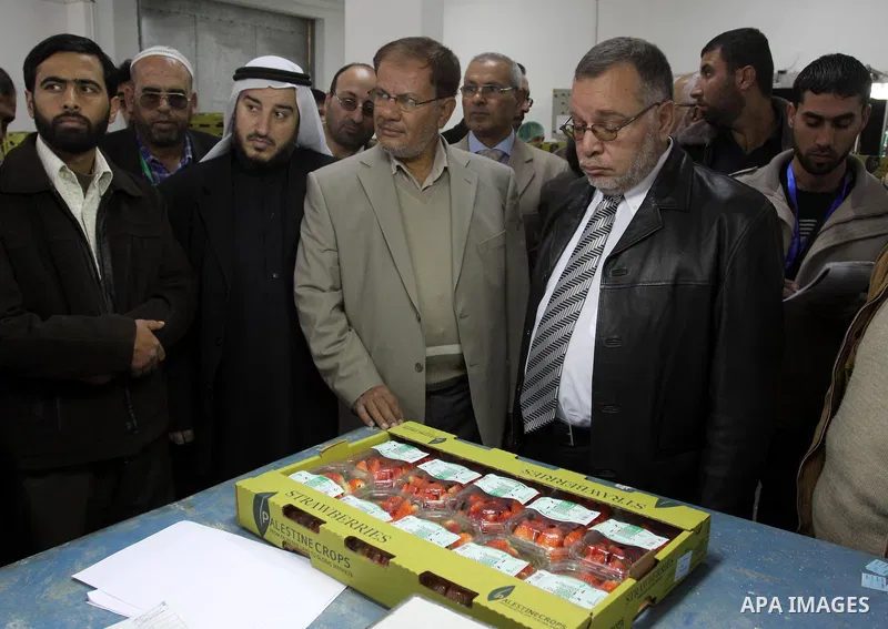 Palestinian Agriculture Minister in Gaza Strip, Mohammed al-Agha visit labourers weigh strawberries, intended for export, after they were picked on a farm in Beit Lahiya in the northern Gaza Strip December 7, 2011, as Pa...