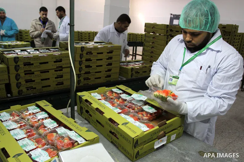 A Palestinian labourer weighs strawberries, intended for export, after they were picked on a farm in Beit Lahiya in the northern Gaza Strip December 7, 2011, as Palestinian Agriculture Minister in Gaza Strip, Mohammed al...