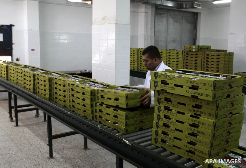 A Palestinian labourer weighs strawberries, intended for export, after they were picked on a farm in Beit Lahiya in the northern Gaza Strip December 7, 2011, as Palestinian Agriculture Minister in Gaza Strip, Mohammed al...