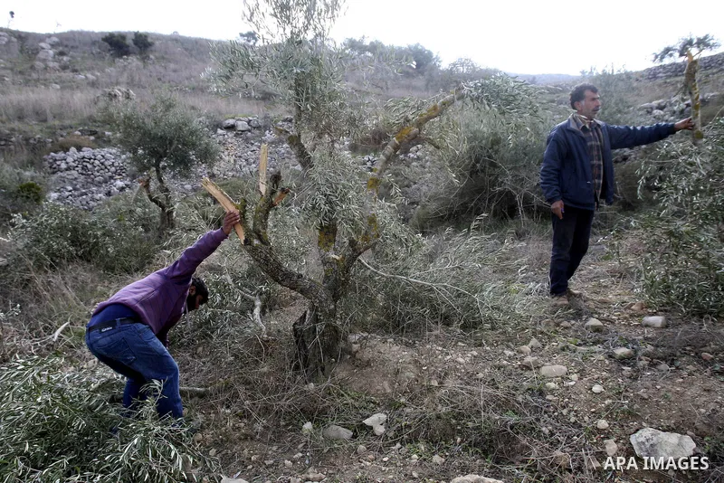 Palestinians inspect damaged olive trees, in the West Bank village of Burin, near Nablus, Thursday, Dec. 15, 2011. According to Palestinian farmers some 20 olive trees were damaged by Jewish settlers from the nearby sett...