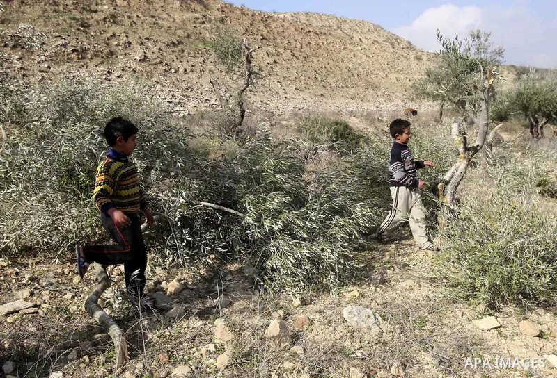 Palestinians inspect damaged olive trees, in the West Bank village of Burin, near Nablus, Thursday, Dec. 15, 2011. According to Palestinian farmers some 20 olive trees were damaged by Jewish settlers from the nearby sett...