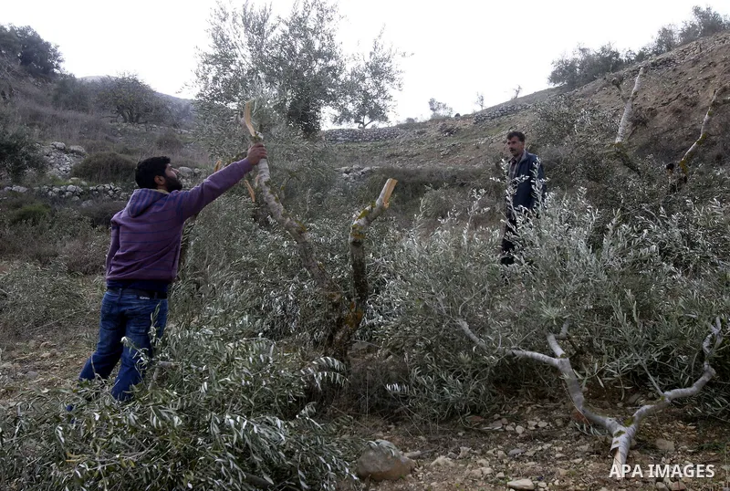 Palestinians inspect damaged olive trees, in the West Bank village of Burin, near Nablus, Thursday, Dec. 15, 2011. According to Palestinian farmers some 20 olive trees were damaged by Jewish settlers from the nearby sett...