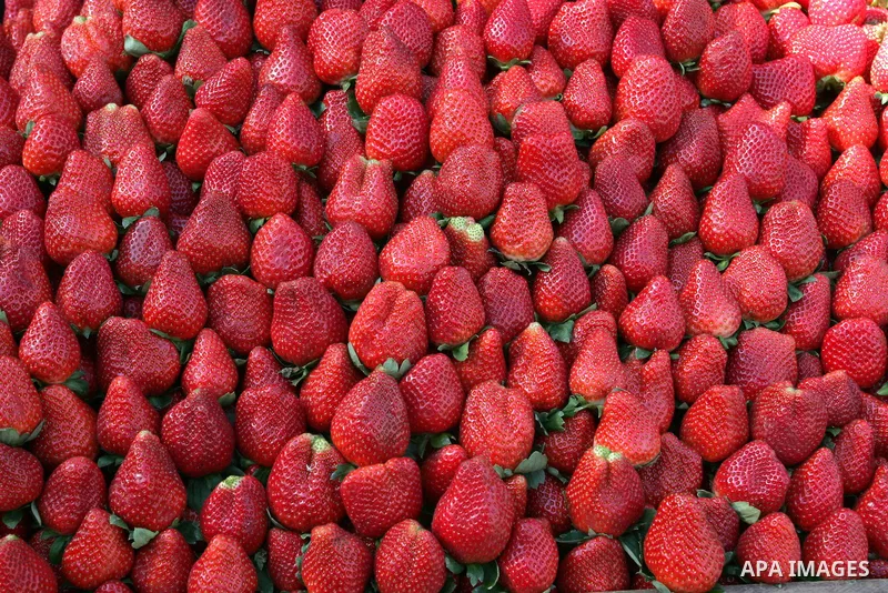 Palestinians display strawberries at a market in Rafah refugee camp in the southern Gaza Strip on December 31, 2011.Photo by Abed Rahim Khatib
