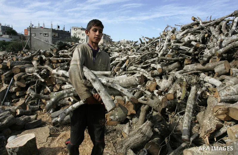 A Palestinian workers collect firewood at a yard in Khan Younis, southern Gaza Strip on January 11, 2012.Photo by Abed Rahim Khatib