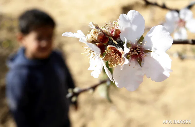 Almond trees bloom in the southern Gaza strip town of Rafah on January 22, 2012.Photo by Abed Rahim Khatib