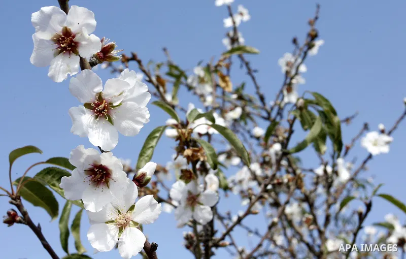 Almond trees bloom in the southern Gaza strip town of Rafah on January 22, 2012.Photo by Abed Rahim Khatib