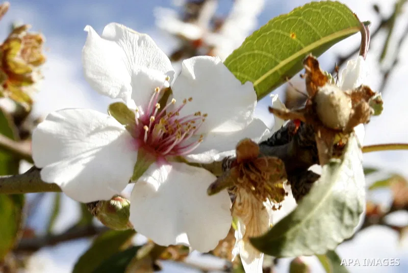 Almond trees bloom in the southern Gaza strip town of Rafah on January 22, 2012.Photo by Abed Rahim Khatib
