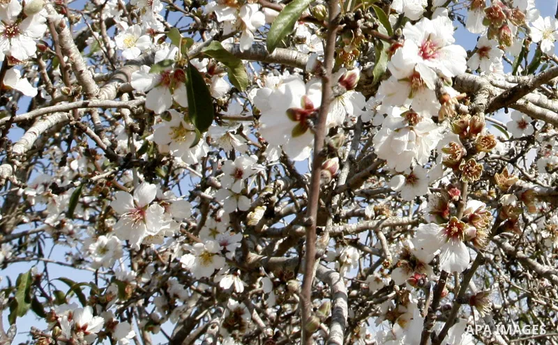 Almond trees bloom in the southern Gaza strip town of Rafah on January 22, 2012.Photo by Abed Rahim Khatib