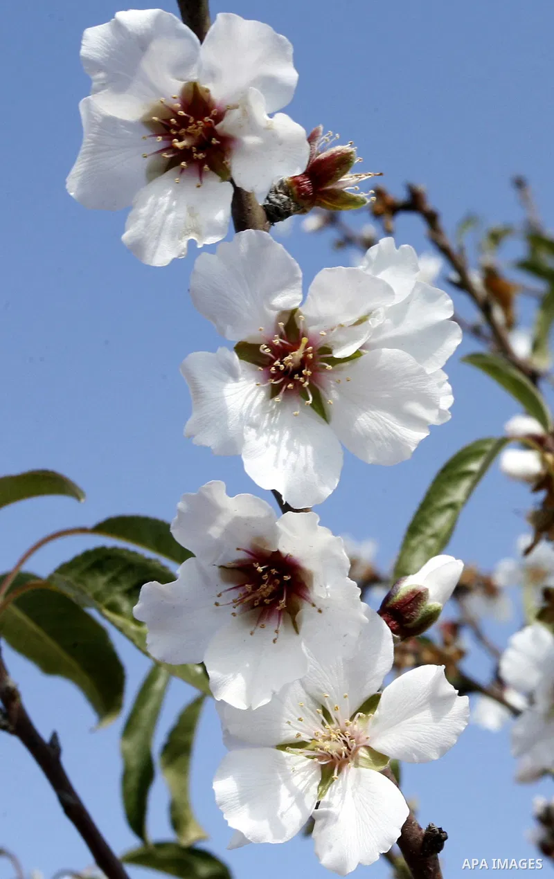 Almond trees bloom in the southern Gaza strip town of Rafah on January 22, 2012.Photo by Abed Rahim Khatib