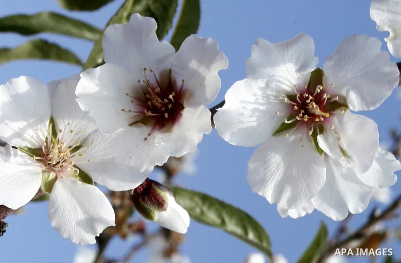 Almond trees bloom in the southern Gaza strip town of Rafah on January 22, 2012.Photo by Abed Rahim Khatib