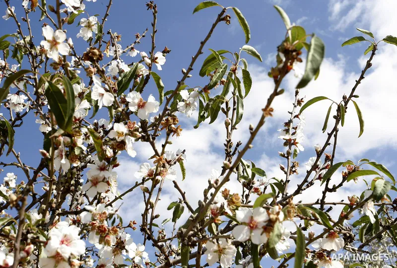 Almond trees bloom in the southern Gaza strip town of Rafah on January 22, 2012.Photo by Abed Rahim Khatib