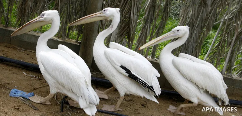 The swan birds in the zoo in Khan Younis in southern Gaza Strip on January 23, 2012. Animals smuggled through tunnels under the ground between Egypt and Gaza.Photo by Abed Rahim Khatib