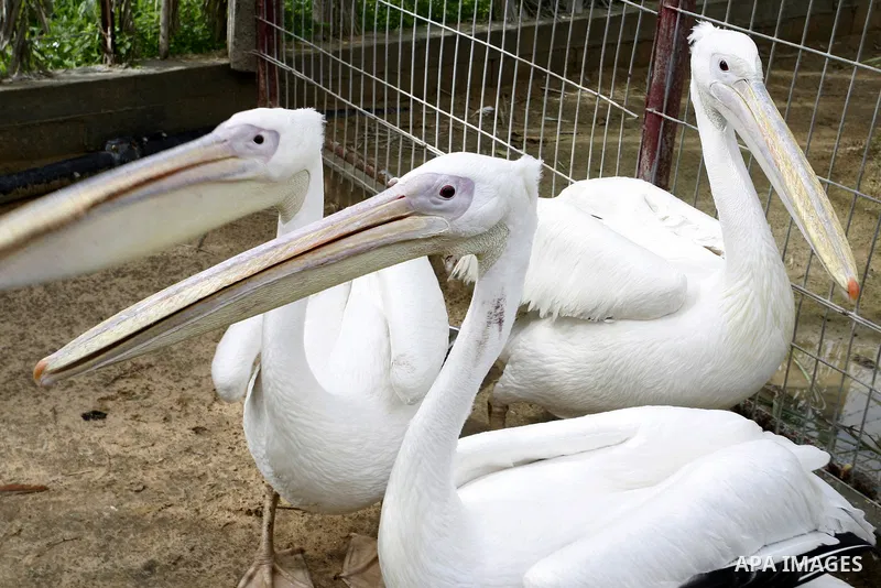 The swan birds in the zoo in Khan Younis in southern Gaza Strip on January 23, 2012. Animals smuggled through tunnels under the ground between Egypt and Gaza.Photo by Abed Rahim Khatib
