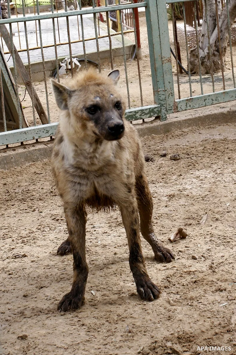African hyena in the zoo in Khan Younis in southern Gaza Strip on January 23, 2012. Animals smuggled through tunnels under the ground between Egypt and Gaza.Photo by Abed Rahim Khatib