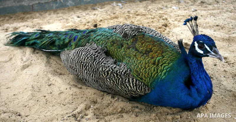 Peacock bird in the zoo in Khan Younis in southern Gaza Strip on January 23, 2012. Animals smuggled through tunnels under the ground between Egypt and Gaza.Photo by Abed Rahim Khatib