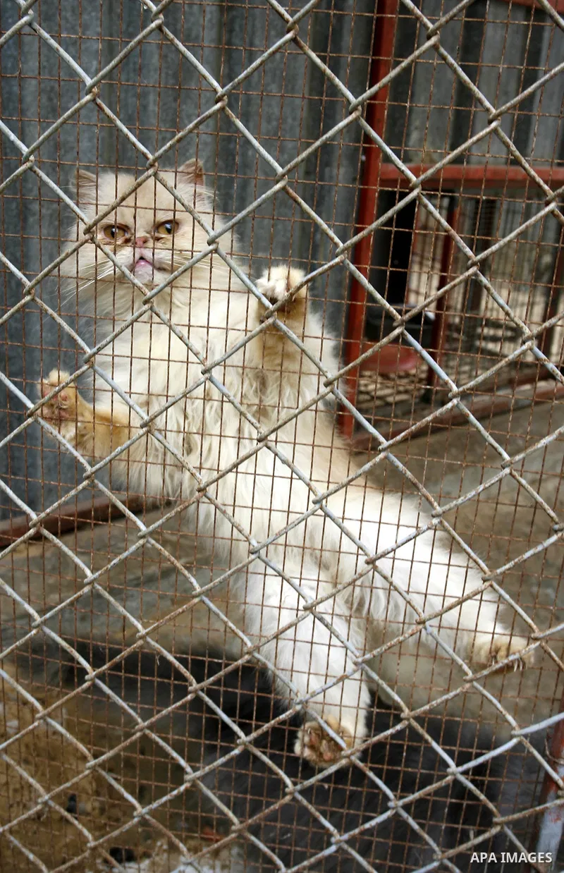 The Iranian cat in the zoo in Khan Younis in southern Gaza Strip on January 23, 2012. Animals smuggled through tunnels under the ground between Egypt and Gaza.Photo by Abed Rahim Khatib