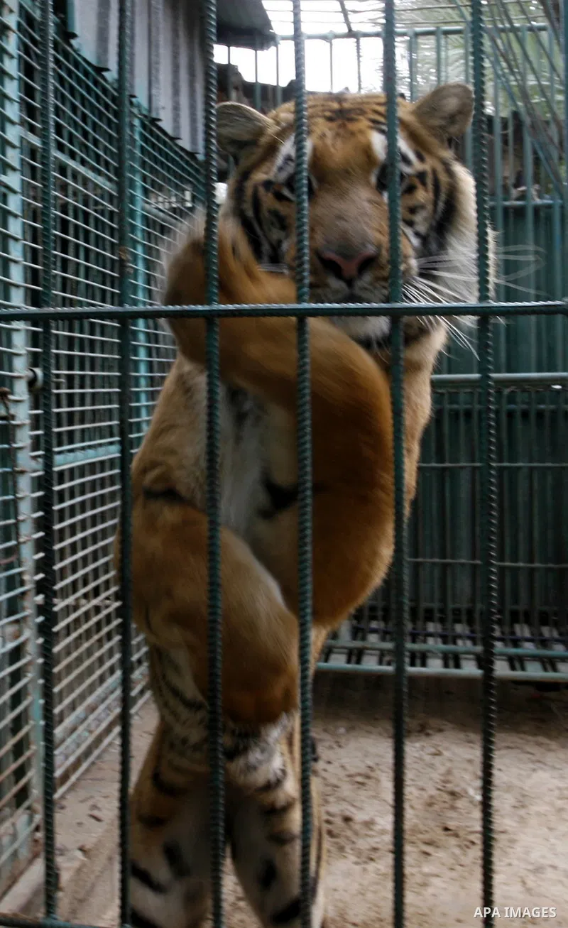 Tiger of South America in the zoo in Khan Younis in southern Gaza Strip on January 23, 2012. Animals smuggled through tunnels under the ground between Egypt and Gaza.Photo by Abed Rahim Khatib
