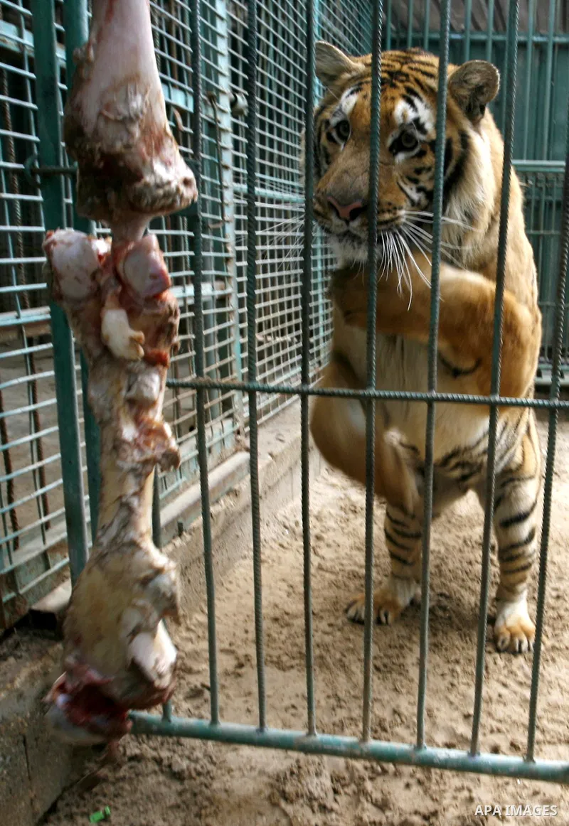 Tiger of South America in the zoo in Khan Younis in southern Gaza Strip on January 23, 2012. Animals smuggled through tunnels under the ground between Egypt and Gaza.Photo by Abed Rahim Khatib