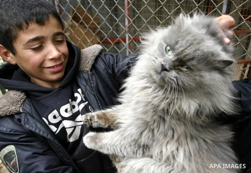 The Iranian cat in the zoo in Khan Younis in southern Gaza Strip on January 23, 2012. Animals smuggled through tunnels under the ground between Egypt and Gaza.Photo by Abed Rahim Khatib