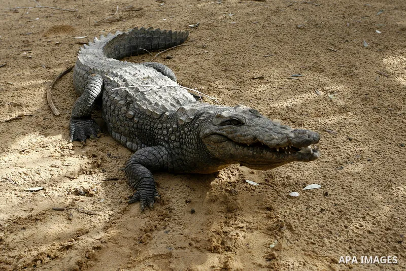 Crocodile in the zoo in Khan Younis in southern Gaza Strip on January 23, 2012. Animals smuggled through tunnels under the ground between Egypt and Gaza.Photo by Abed Rahim Khatib