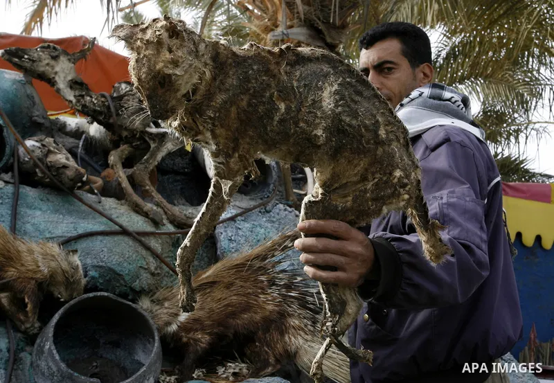 Palestinian man embalm animals at a zoo in Khan Younis, southern Gaza Strip on January 24, 2012. The cause of her death there is no health care. Palestinians working mummified animal immediately after their death and the...