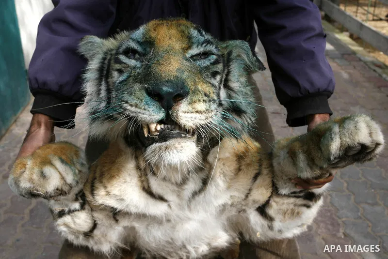 Palestinian man embalm animals at a zoo in Khan Younis, southern Gaza Strip on January 24, 2012. The cause of her death there is no health care. Palestinians working mummified animal immediately after their death and the...