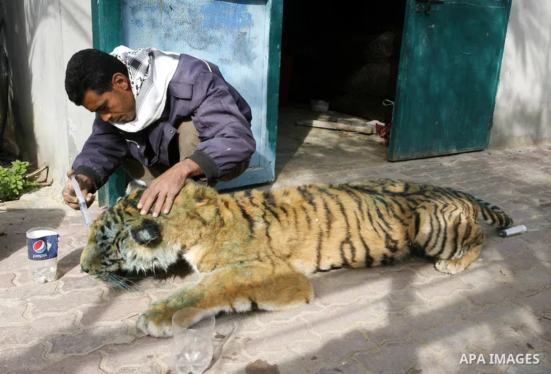 Palestinian man embalm animals at a zoo in Khan Younis, southern Gaza Strip on January 24, 2012. The cause of her death there is no health care. Palestinians working mummified animal immediately after their death and the...