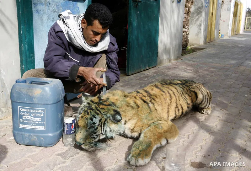 Palestinian man embalm animals at a zoo in Khan Younis, southern Gaza Strip on January 24, 2012. The cause of her death there is no health care. Palestinians working mummified animal immediately after their death and the...