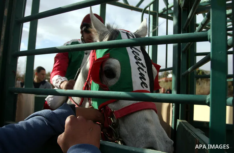 Palestinian jockeys take part in a horse race at an equestrian club in the West Bank city of Jericho January 27, 2012. Photo by Issam Rimawi