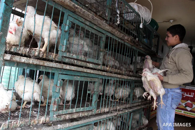 Palestinians refrain from buying chicken because of the expensive prices in the chicken shops, during the cold winter weather in Gaza City on Jan. 31, 2012. Photo by Mohammed Asad
