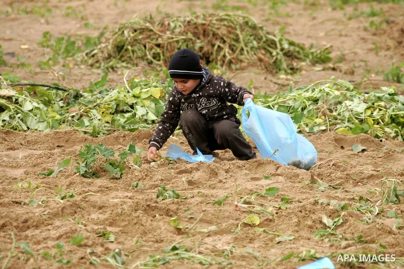 Palestinians children harvest spuds at a farm in the town of Khan Yunis, southern Gaza strip on Feb. 01, 2012. The Gaza Strip now produces enough potatoes, onions and watermelon to satisfy local demand. Photo by Abed Rah...