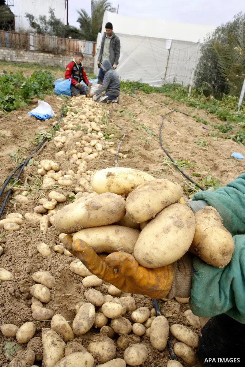 A Palestinian farmers harvest spuds at a farm in the town of Khan Yunis, southern Gaza strip on Feb. 01, 2012. The Gaza Strip now produces enough potatoes, onions and watermelon to satisfy local demand. Photo by Abed Rah...