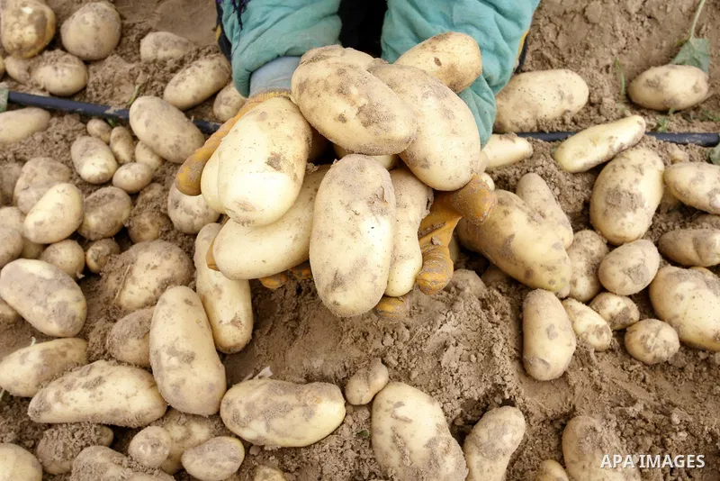 A Palestinian farmers harvest spuds at a farm in the town of Khan Yunis, southern Gaza strip on Feb. 01, 2012. The Gaza Strip now produces enough potatoes, onions and watermelon to satisfy local demand. Photo by Abed Rah...