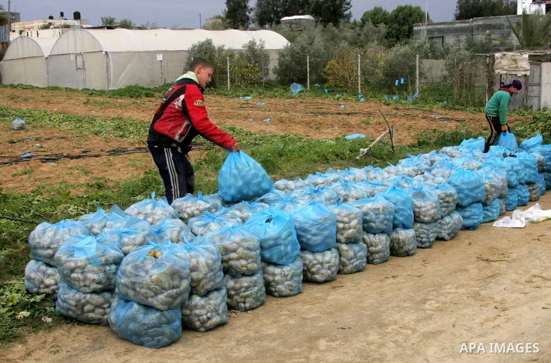 A Palestinian farmers harvest spuds at a farm in the town of Khan Yunis, southern Gaza strip on Feb. 01, 2012. The Gaza Strip now produces enough potatoes, onions and watermelon to satisfy local demand. Photo by Abed Rah...