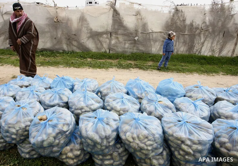 A Palestinian farmers harvest spuds at a farm in the town of Khan Yunis, southern Gaza strip on Feb. 01, 2012. The Gaza Strip now produces enough potatoes, onions and watermelon to satisfy local demand. Photo by Abed Rah...
